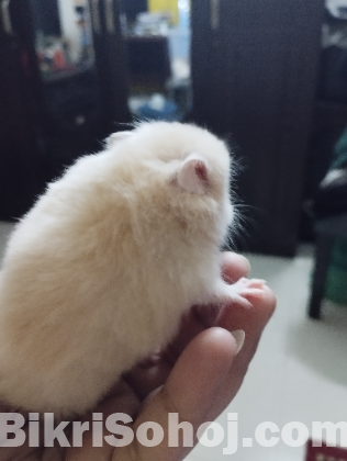 Syrian Hamster